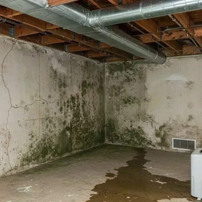 Professional Mold Removal in Star Valley Ranch, WY